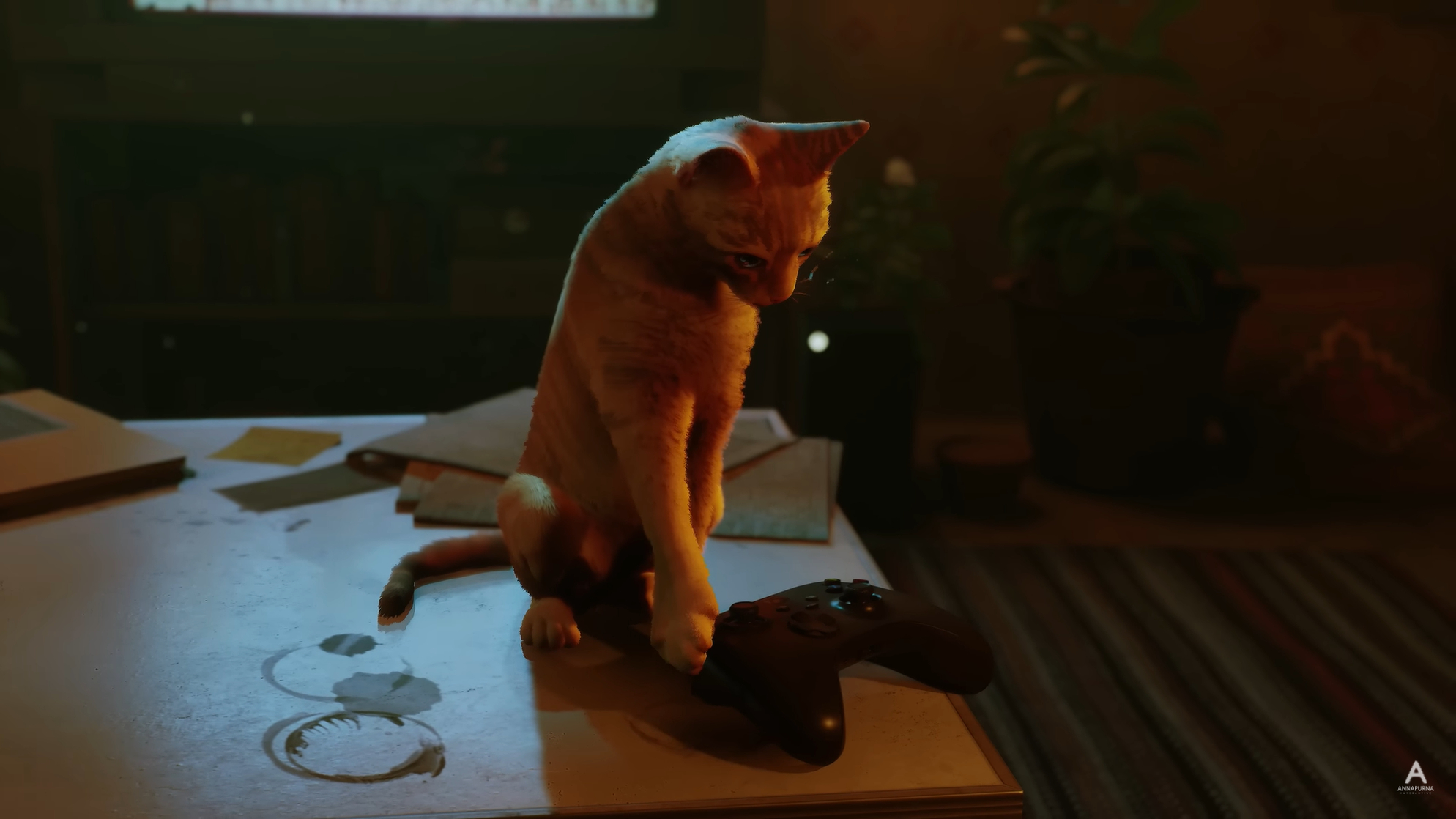 Cat (Stray)