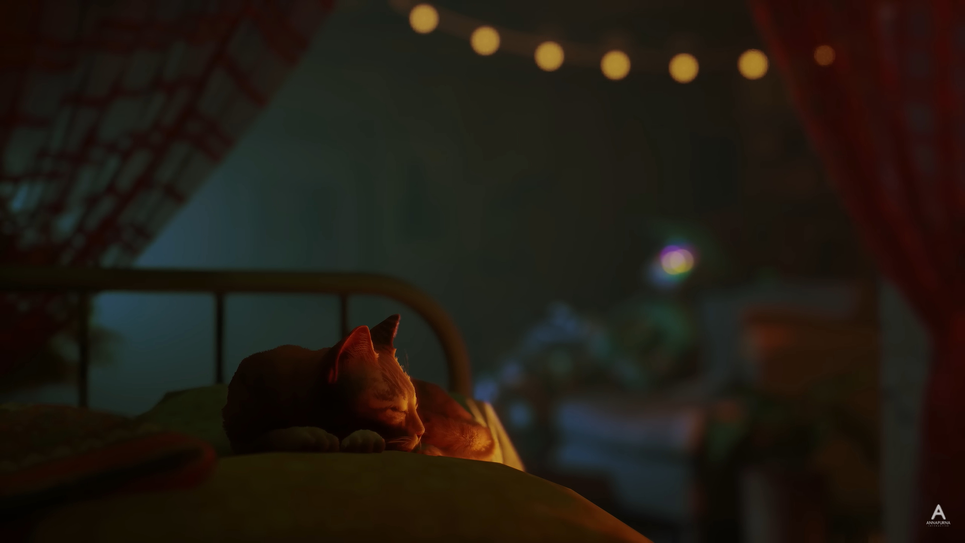 Cat (Stray)