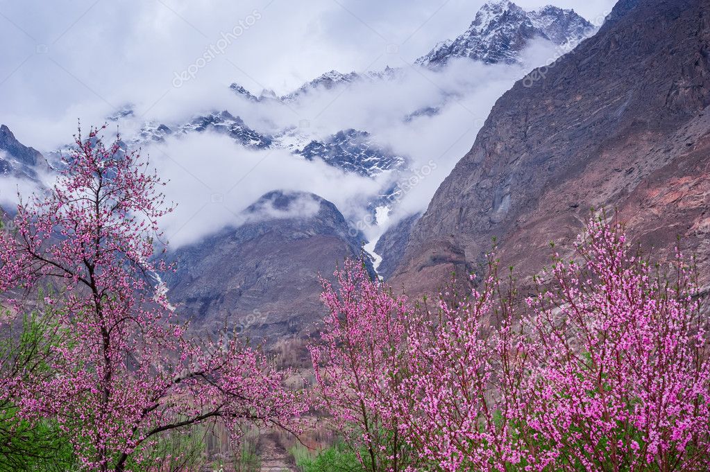 Pakistan Pakistan