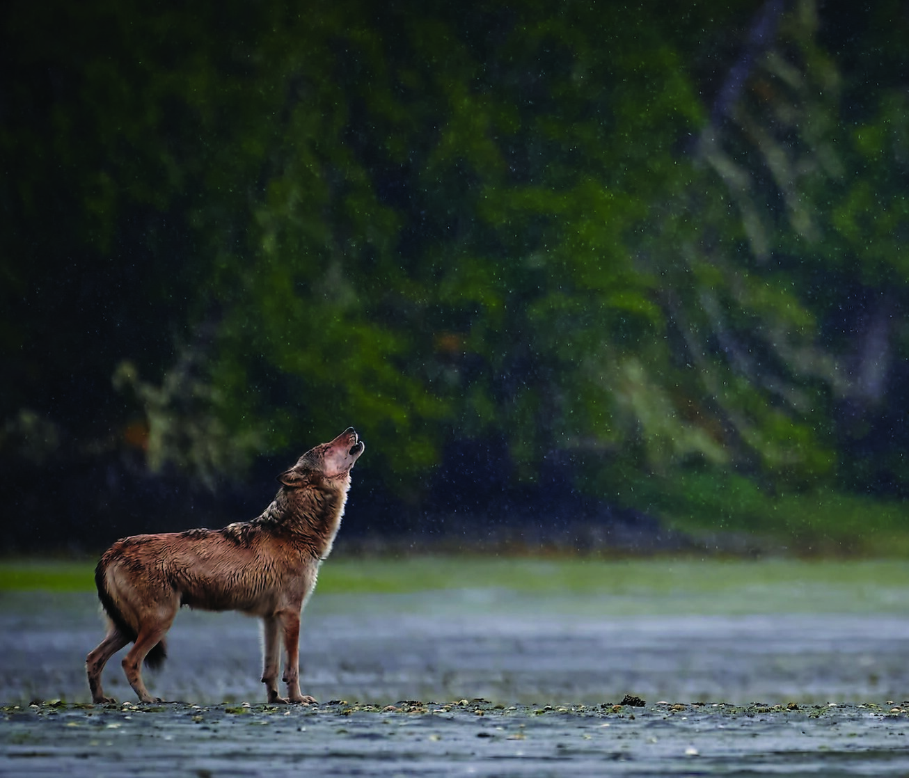 Vancouver Coastal Sea wolf