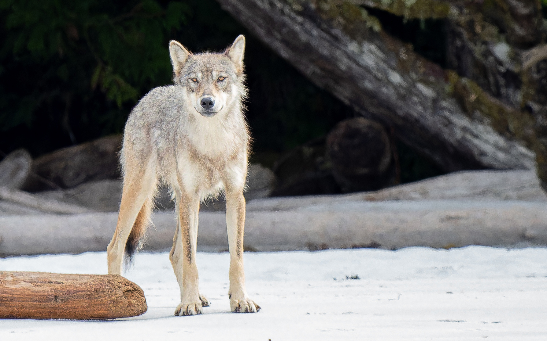 Vancouver Coastal Sea wolf