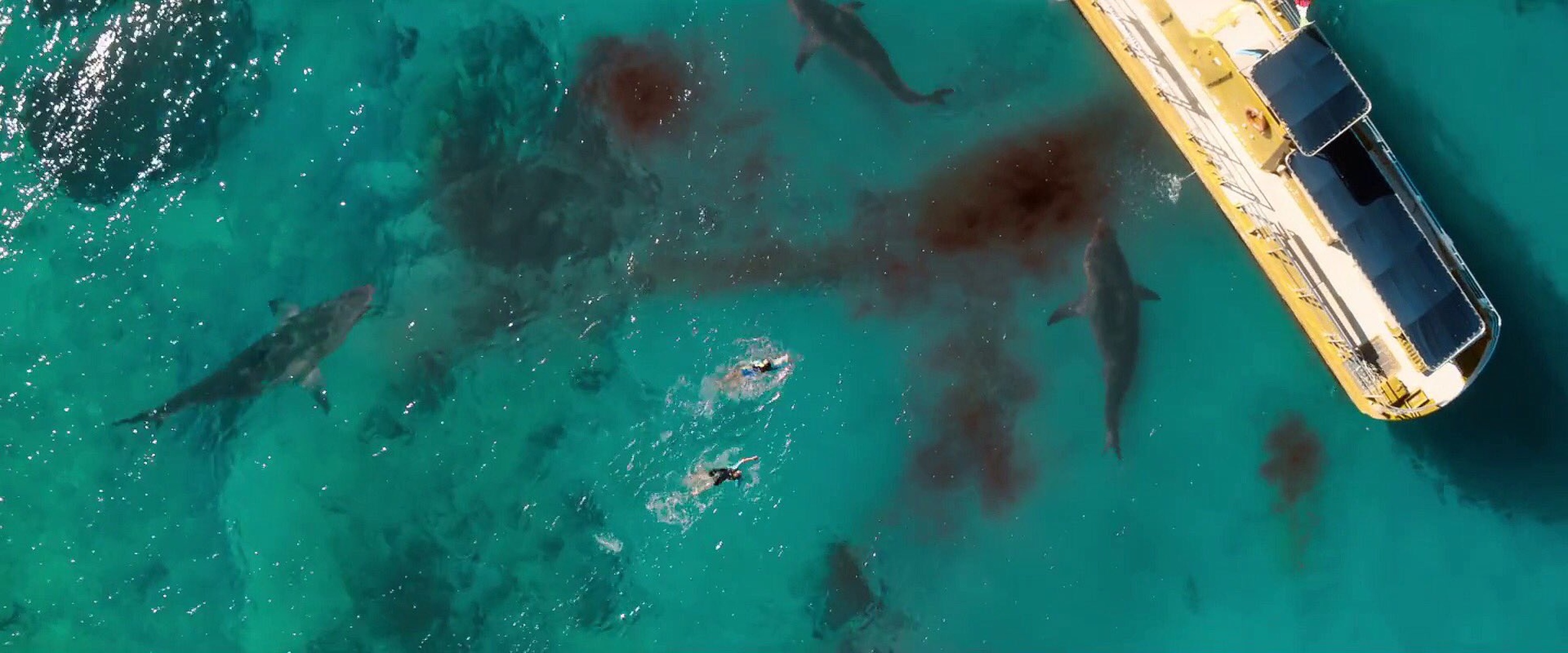 47 Meters Down: Uncaged 47 Meters Down: Uncaged