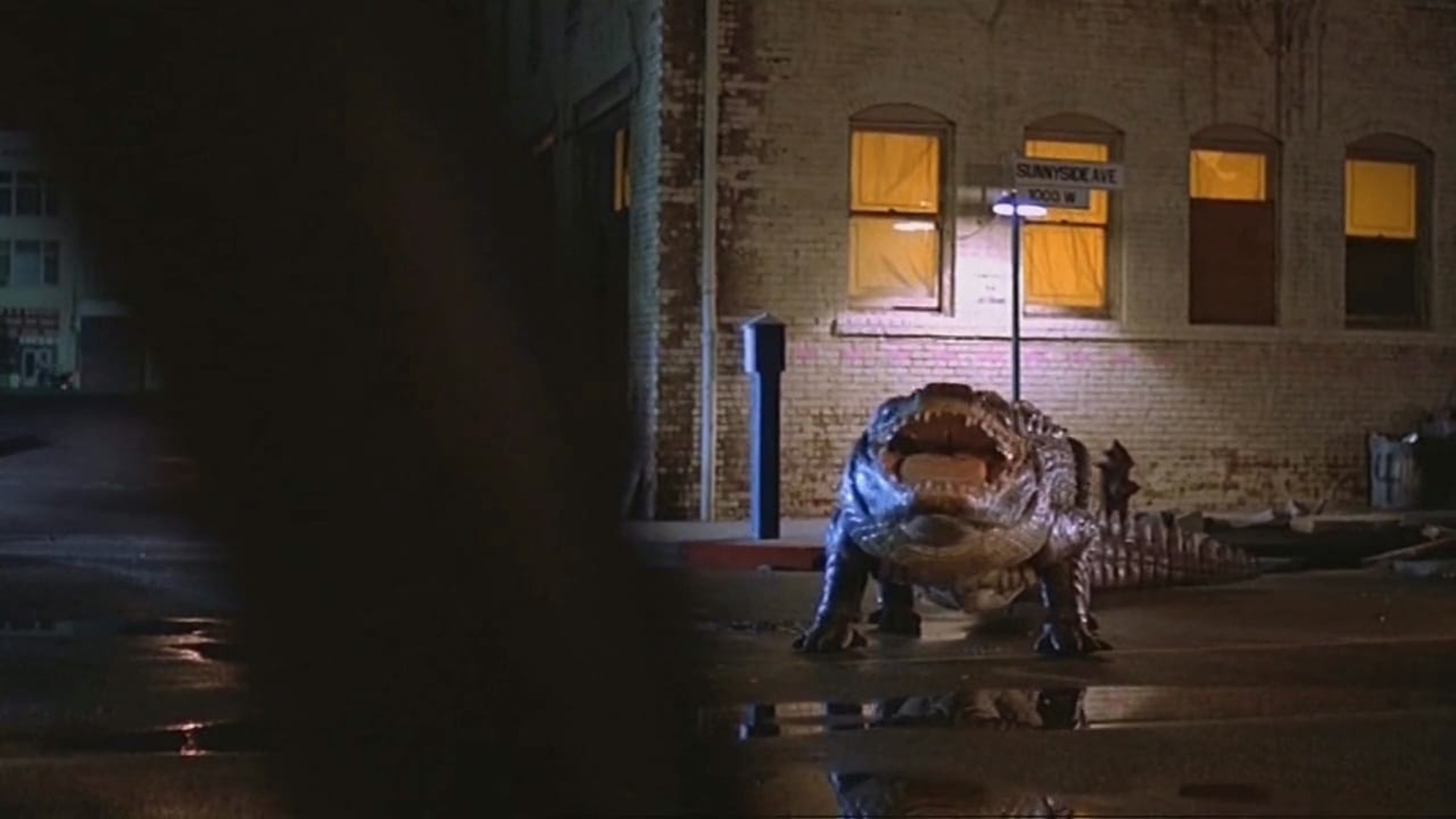Alligator