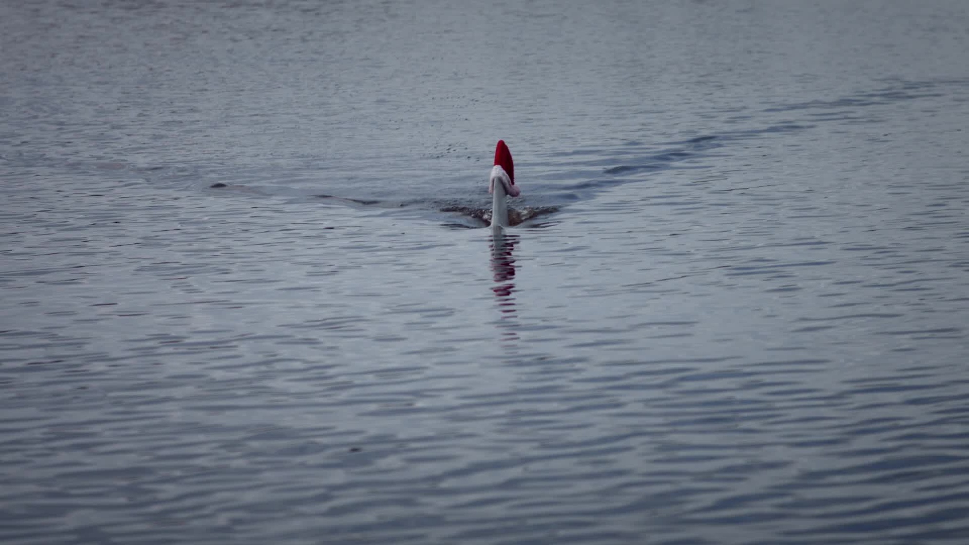 Santa Jaws