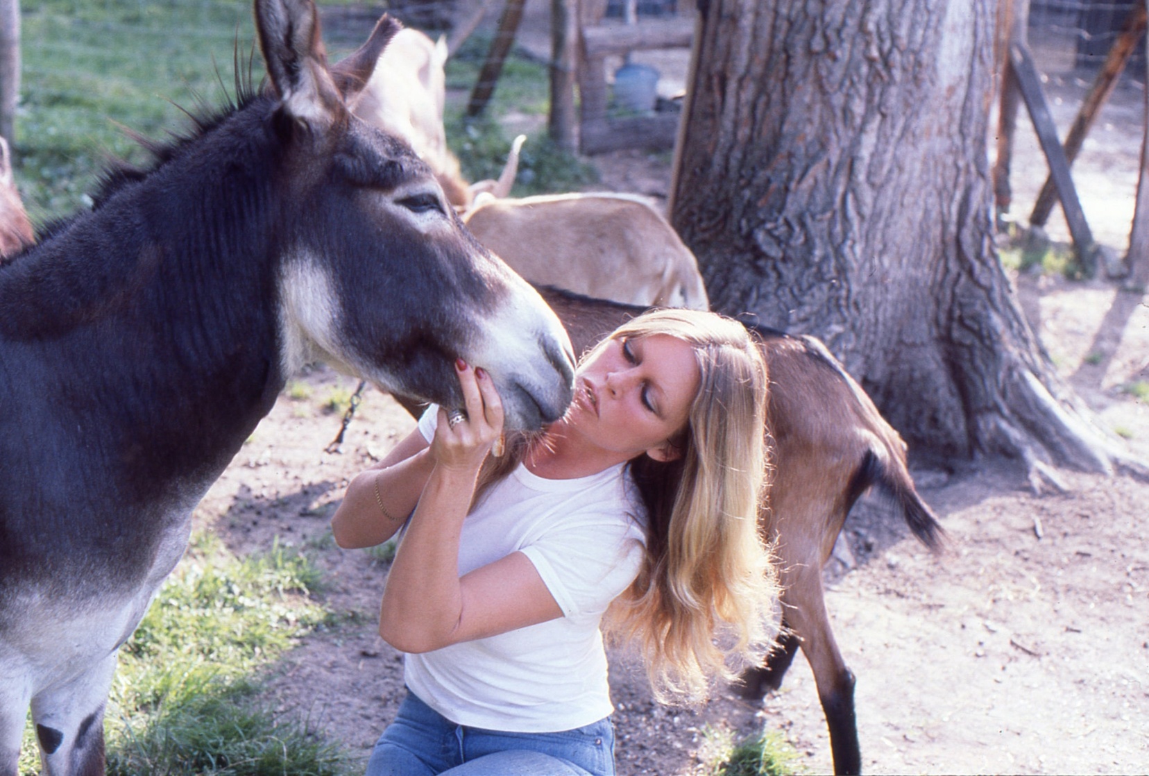 Brigitte Bardot Brigitte Bardot