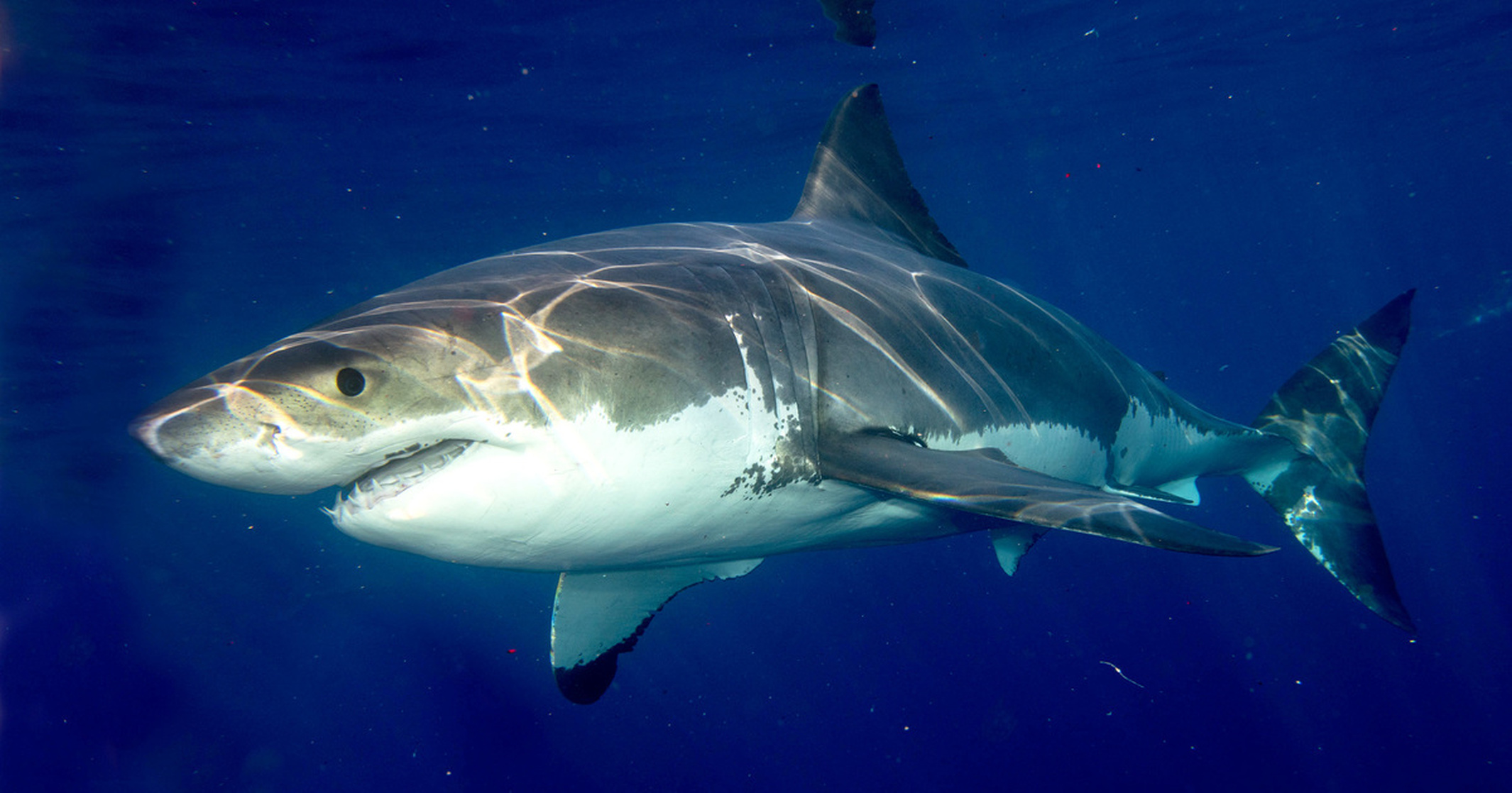 Shark (Animal)