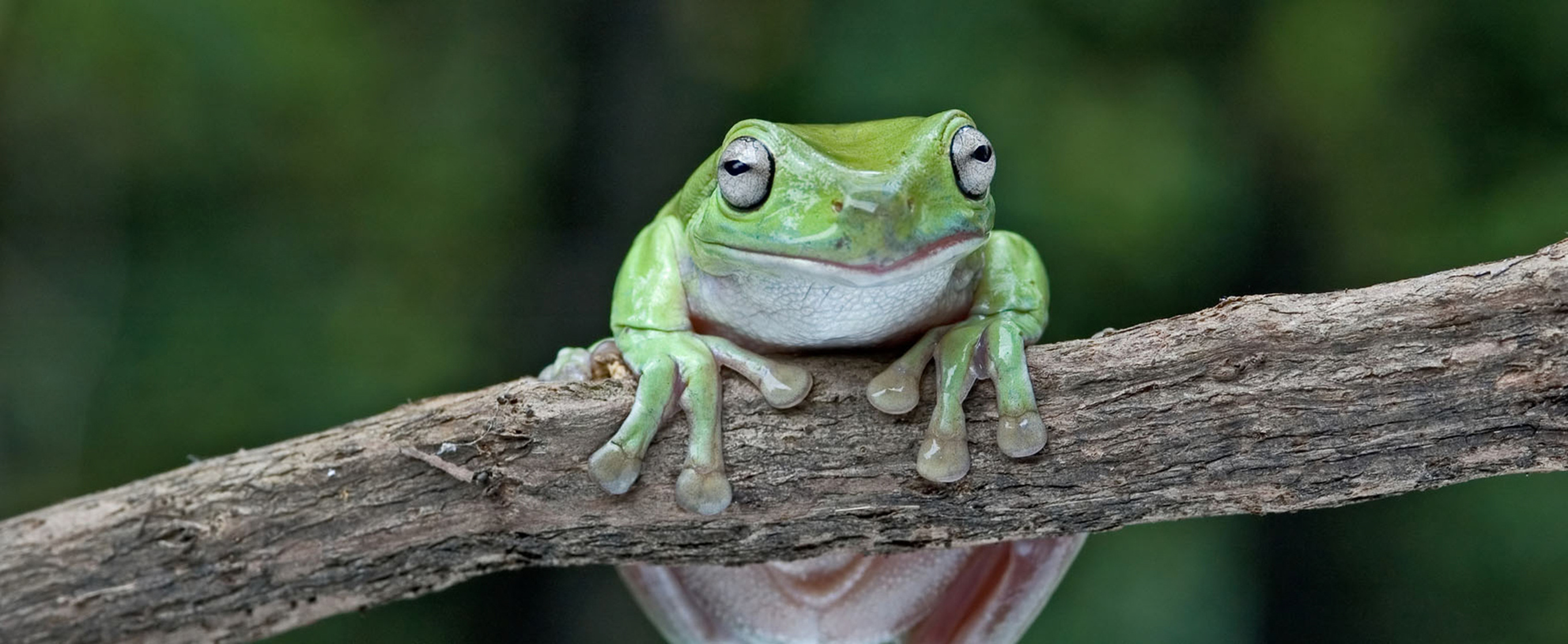 Frog (Animal)