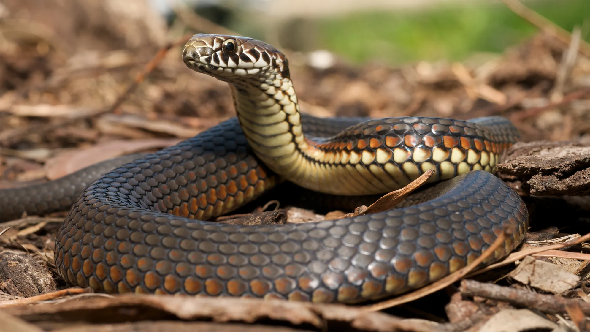 Snake (Animal)