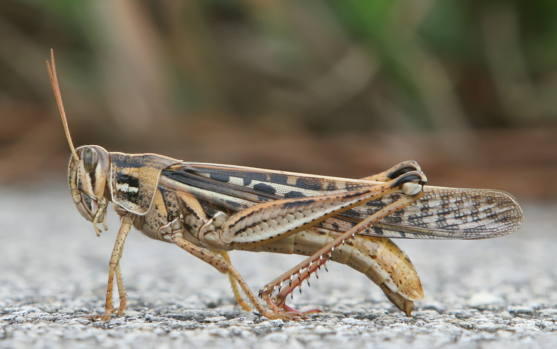 Grasshopper (Animal)