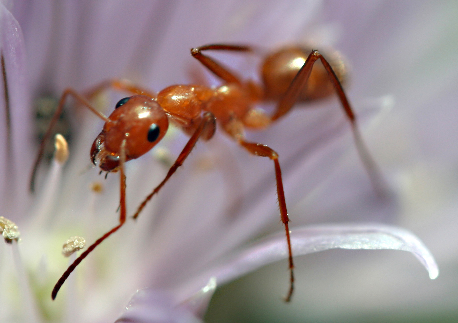 Ant (Animal)
