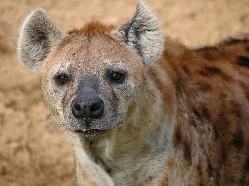 Hyena (Animal)
