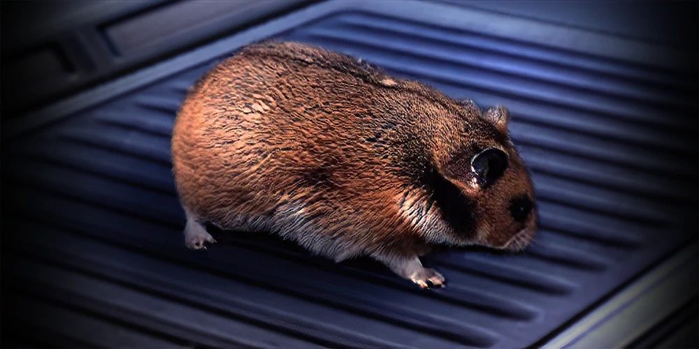 Space Hamster