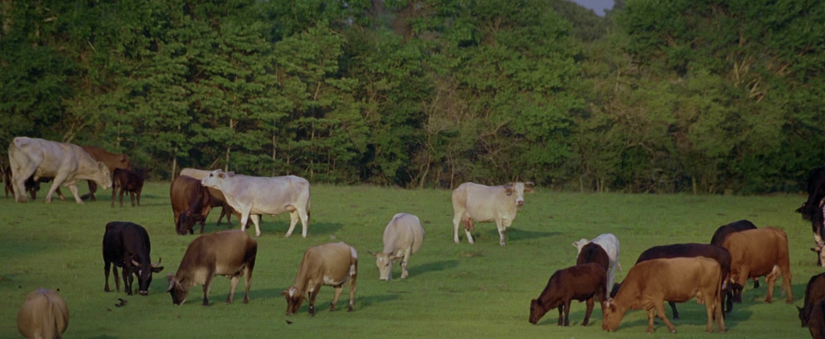The Dukes of Hazzard