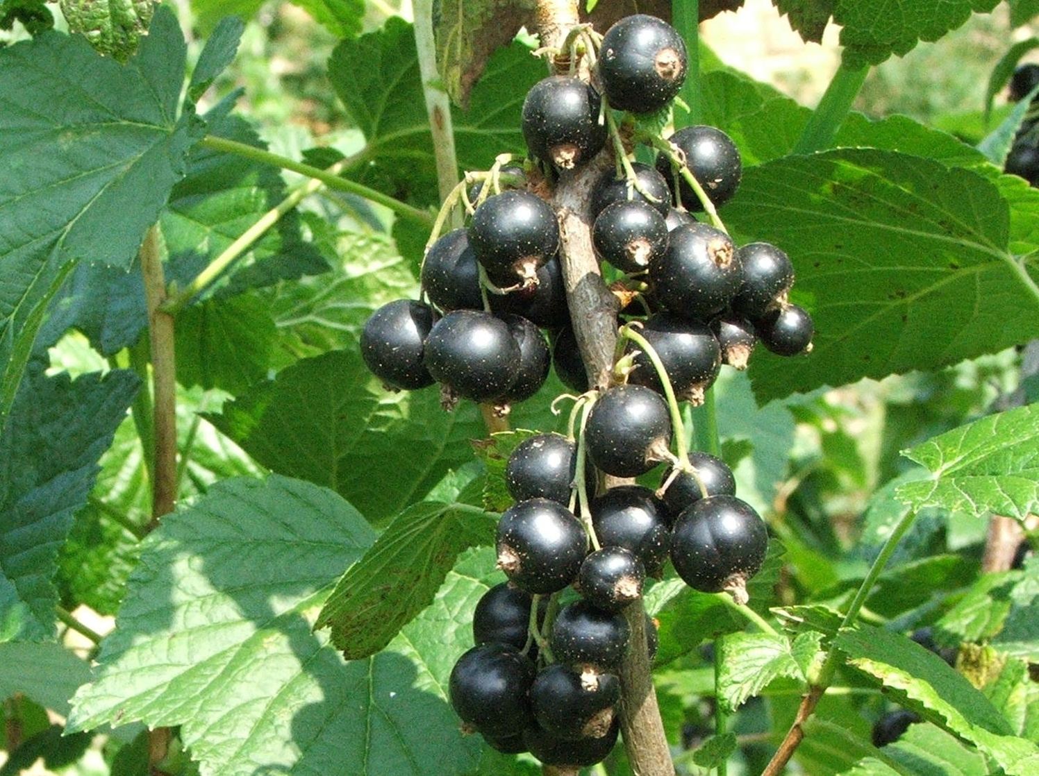 Blackcurrant Blackcurrant