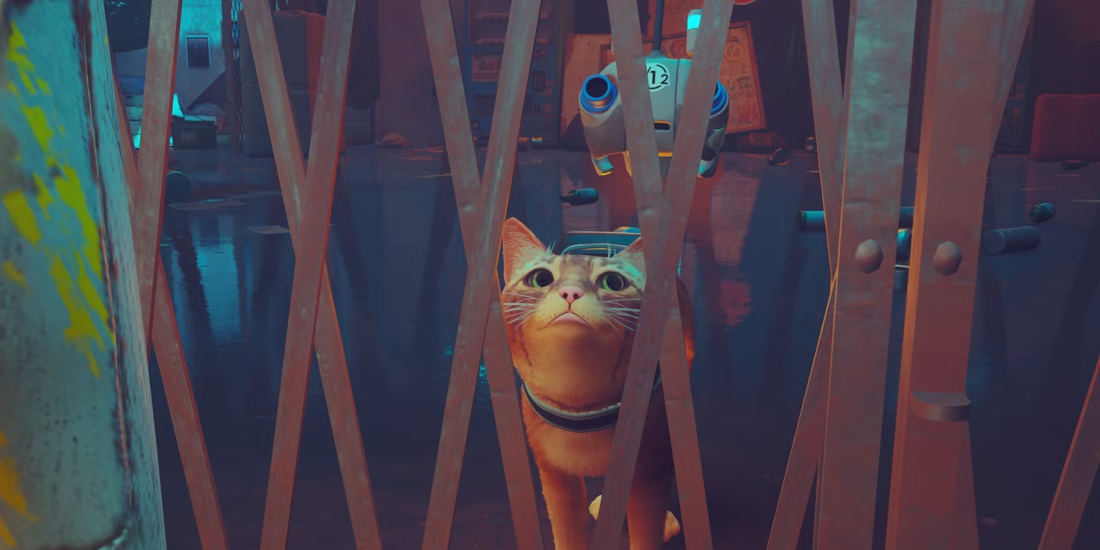 Cat (Stray)