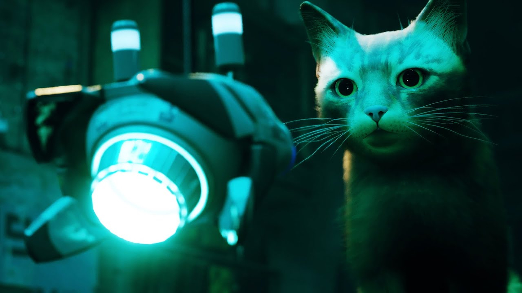 Cat (Stray)