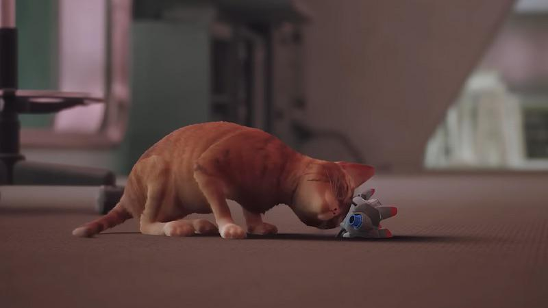 Cat (Stray)