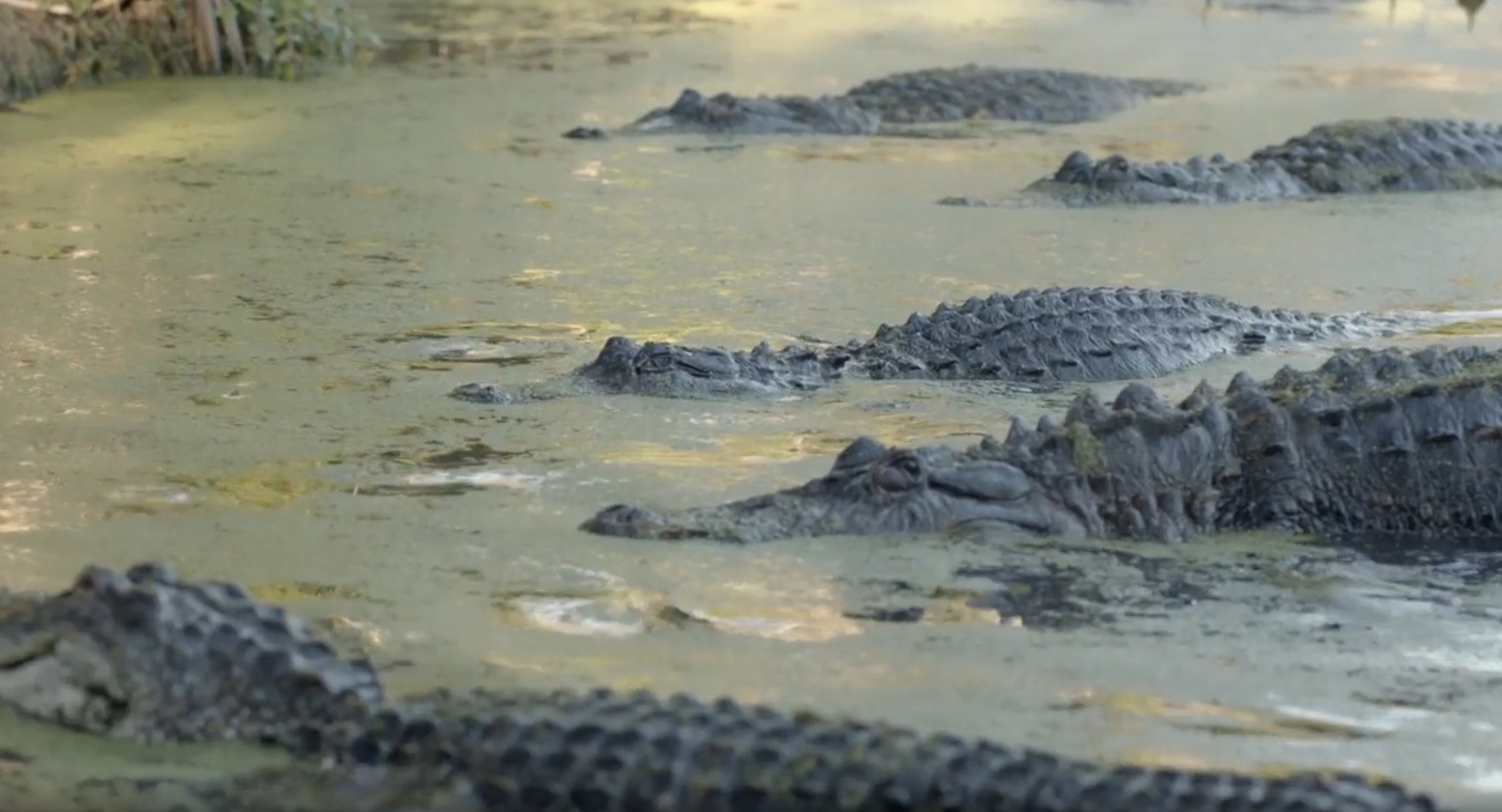 Crocodile Revenge