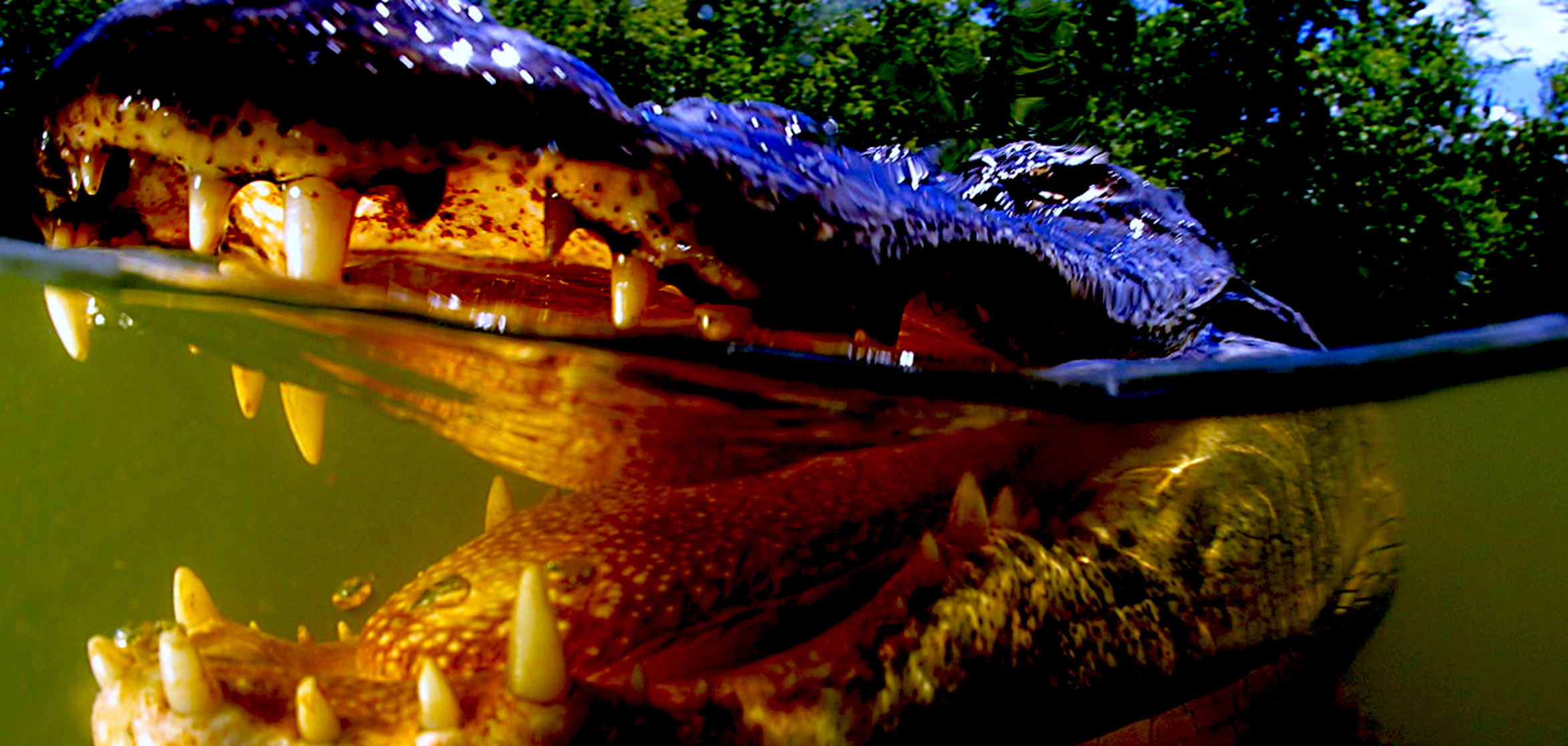 Crocodile Revenge