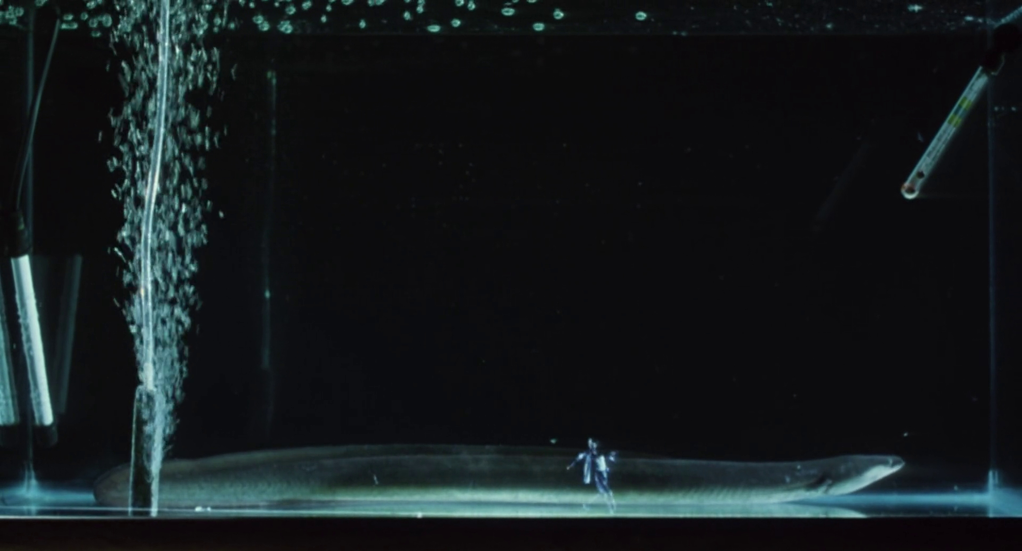 The Eel