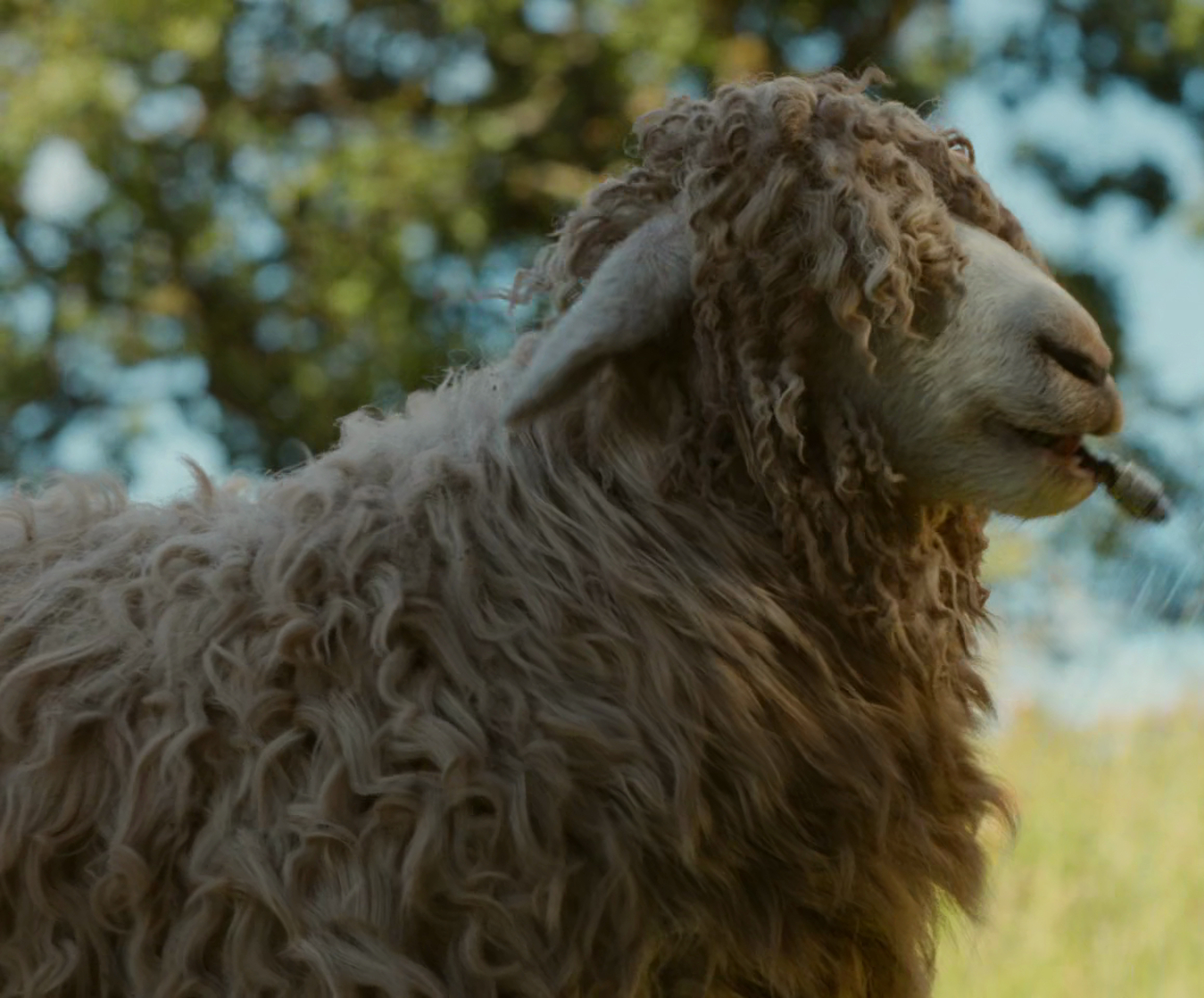 Wool-Eyes