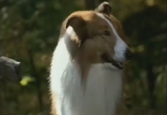 Picture Of Lassie 1994 