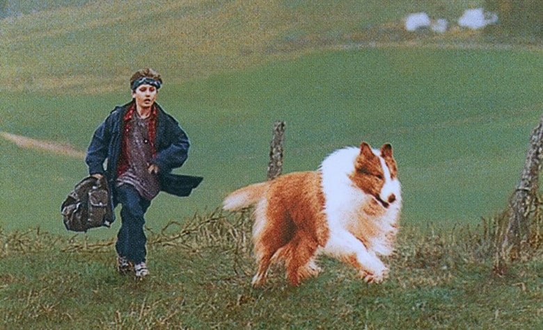 Lassie Lassie