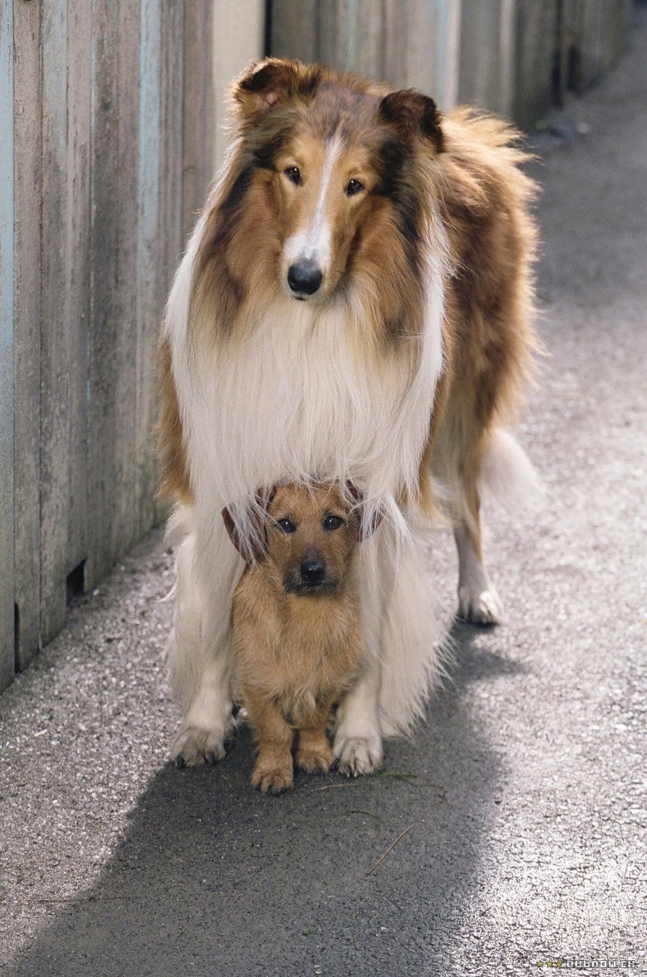 Picture Of Lassie