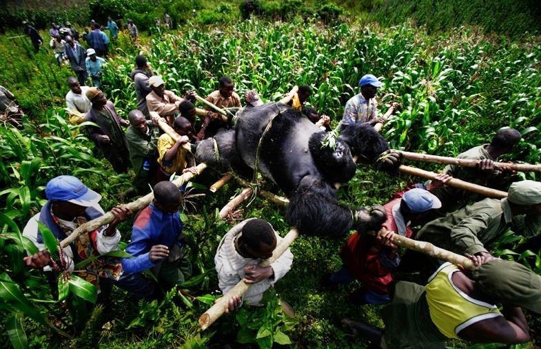 Brent Stirton Brent Stirton