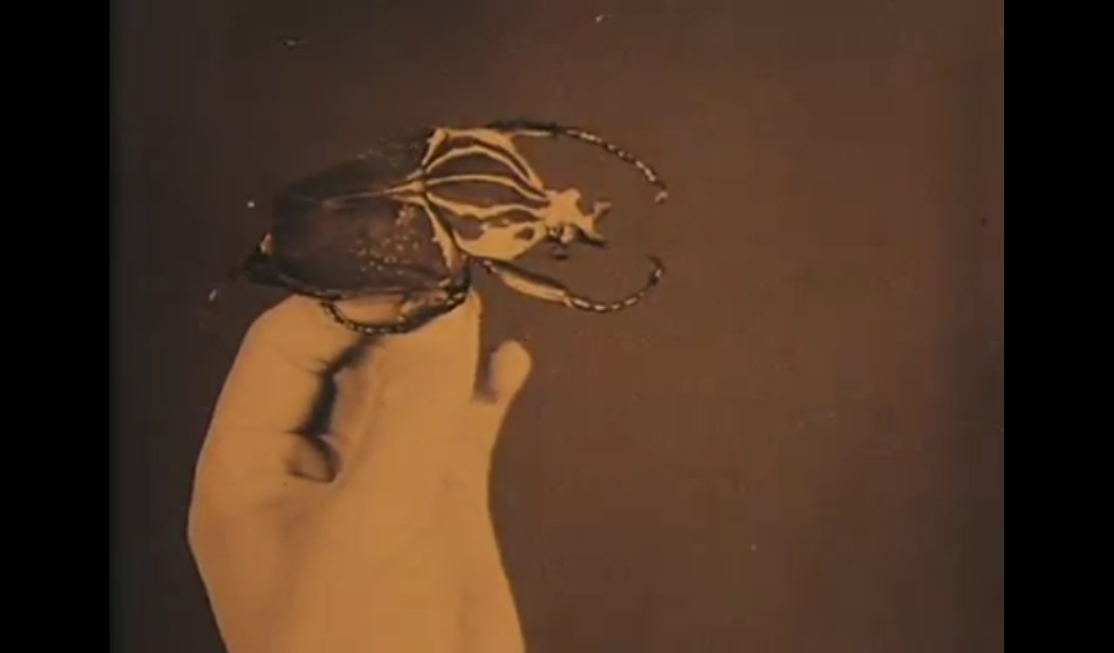 Erotikon