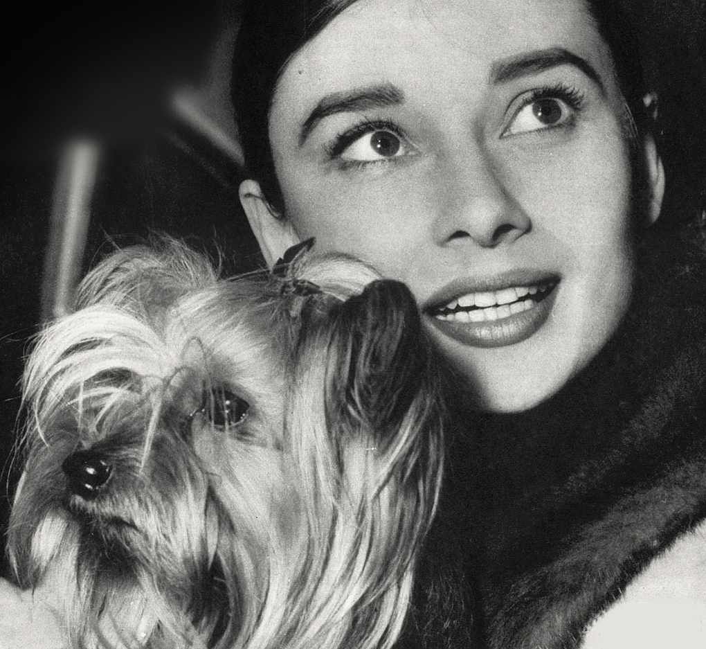 Audrey Hepburn Audrey Hepburn