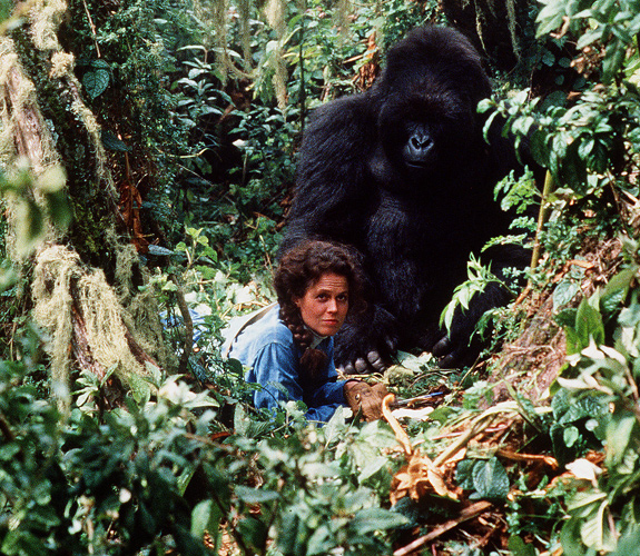 Picture of Gorillas In The Mist: The Story Of Dian Fossey