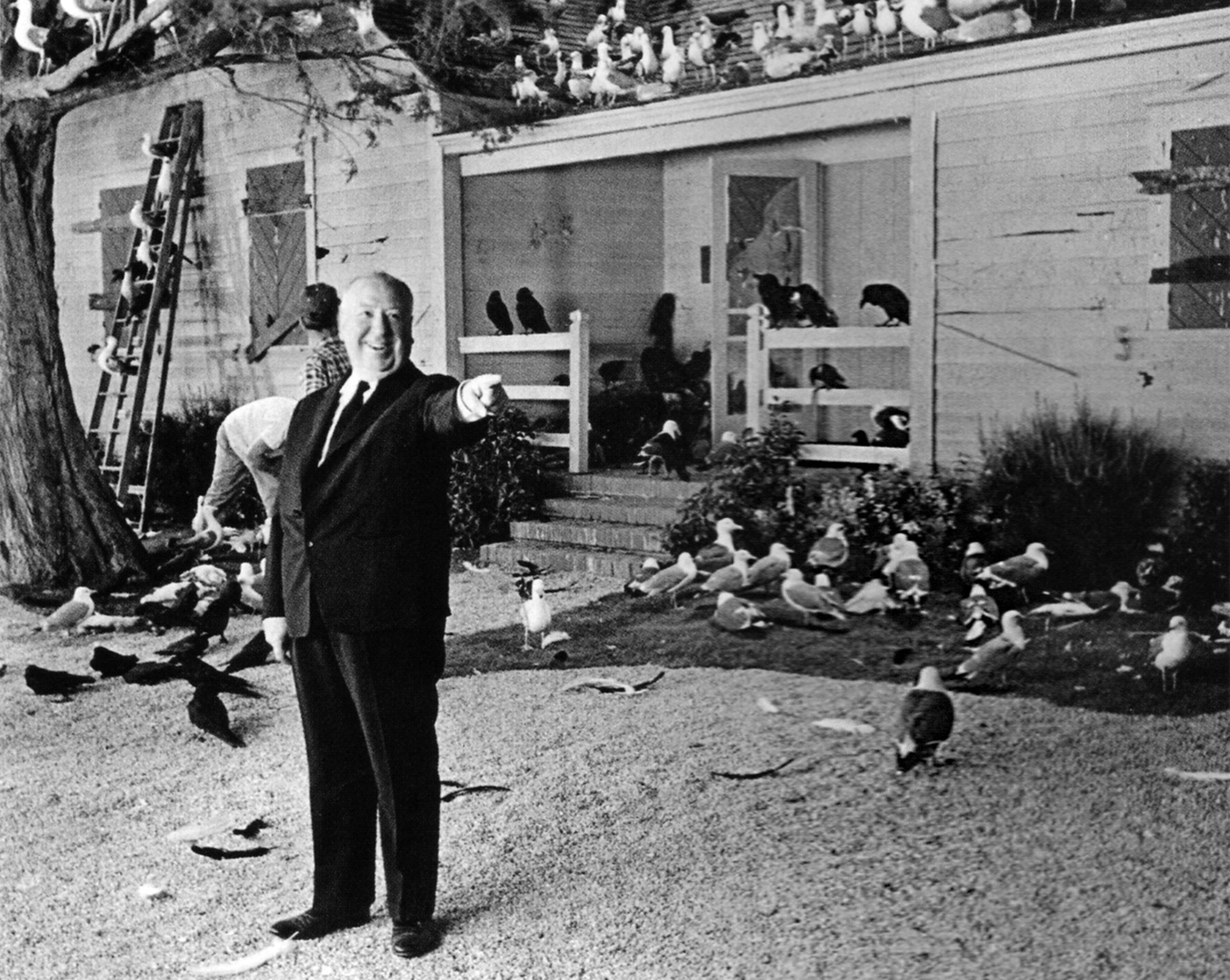 The Birds