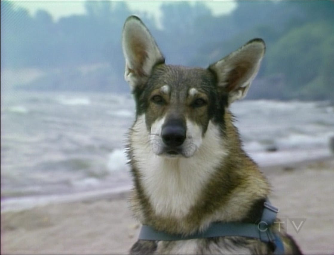 The Littlest Hobo