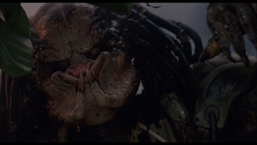 Predator Predator