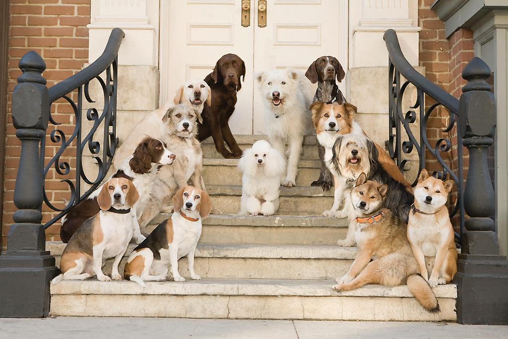 Hotel For Dogs