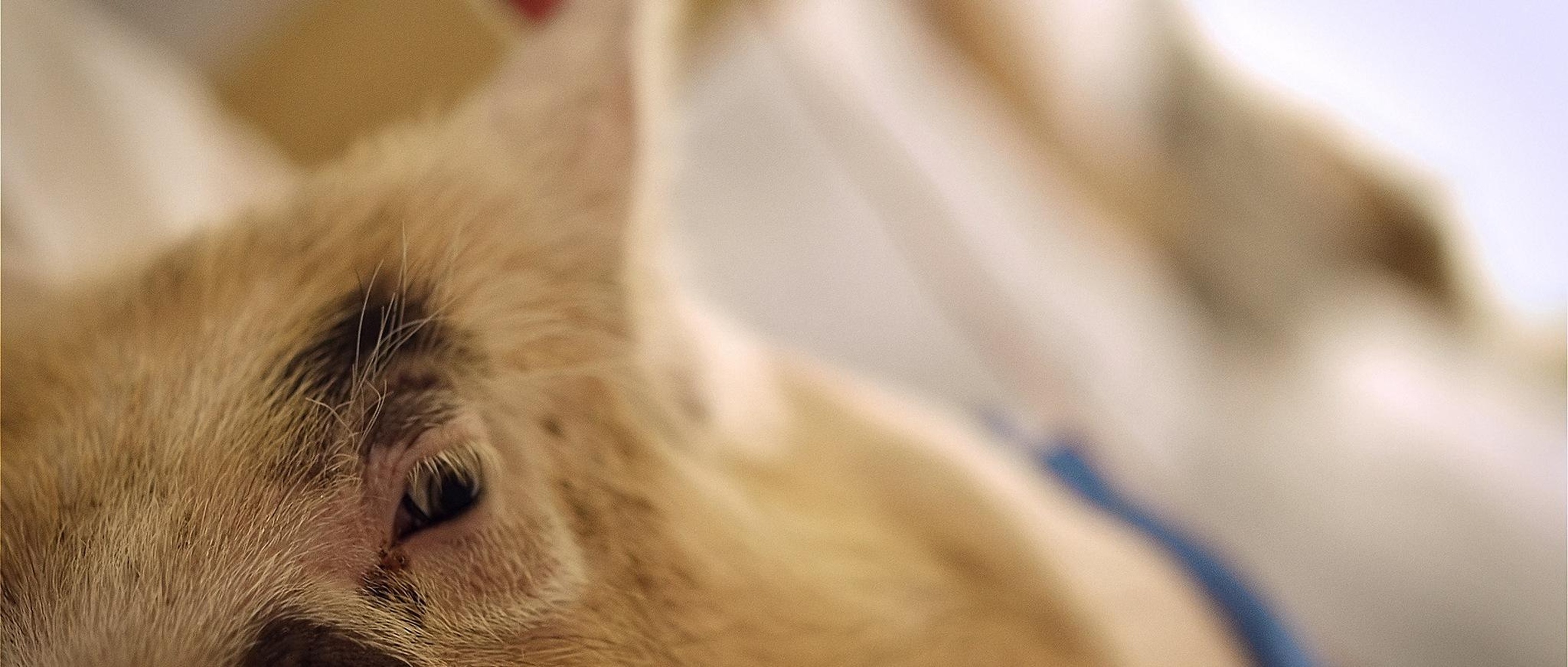 Upstream Color