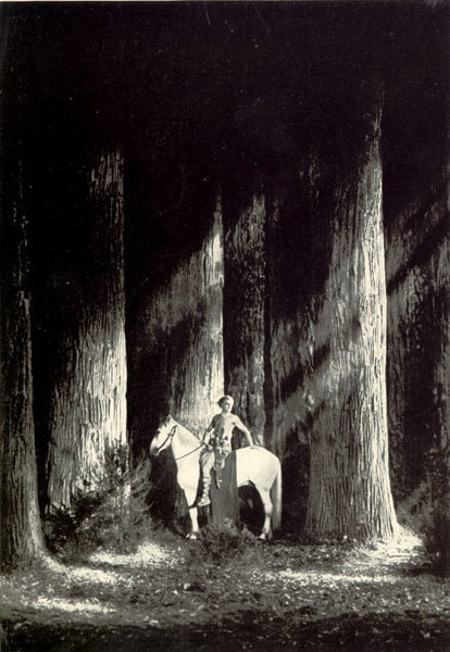Picture of Die Nibelungen: Siegfried (1924)