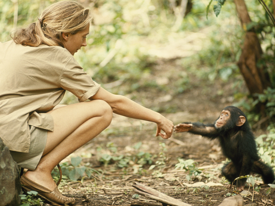 Jane Goodall Jane Goodall