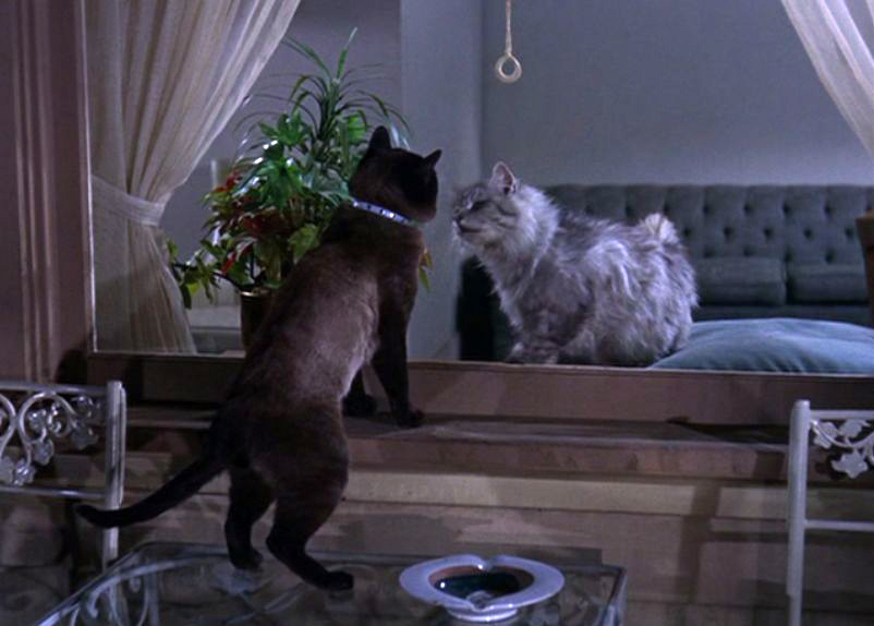 That Darn Cat! That Darn Cat!