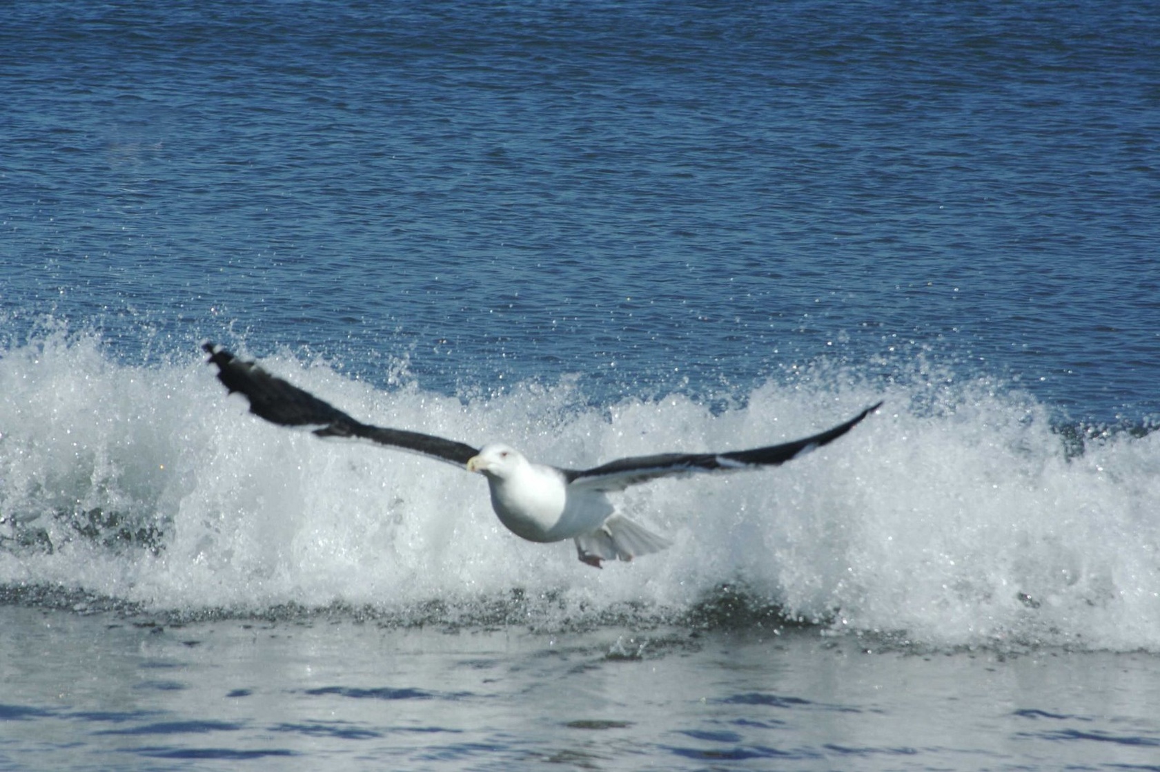 picture-of-jonathan-livingston-seagull-1973