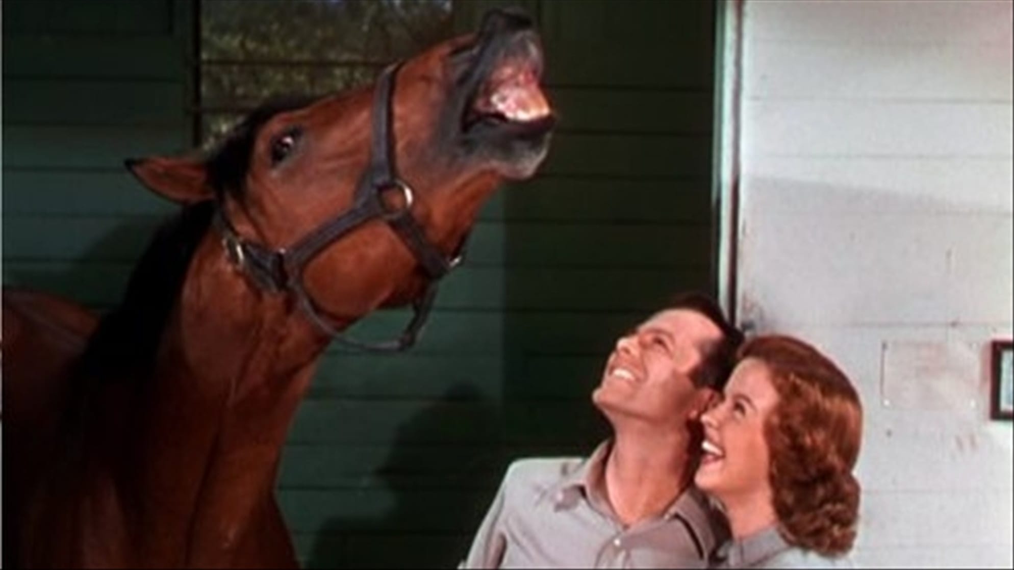 The Story of Seabiscuit The Story of Seabiscuit