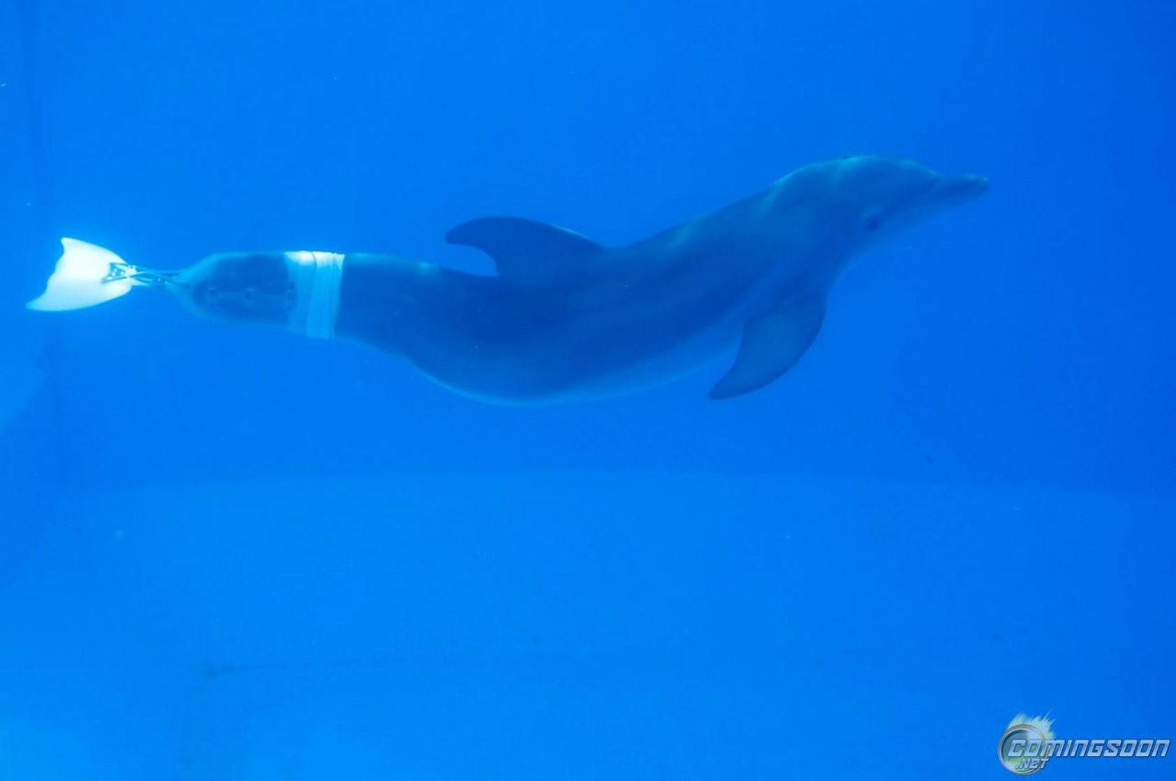 Dolphin Tale