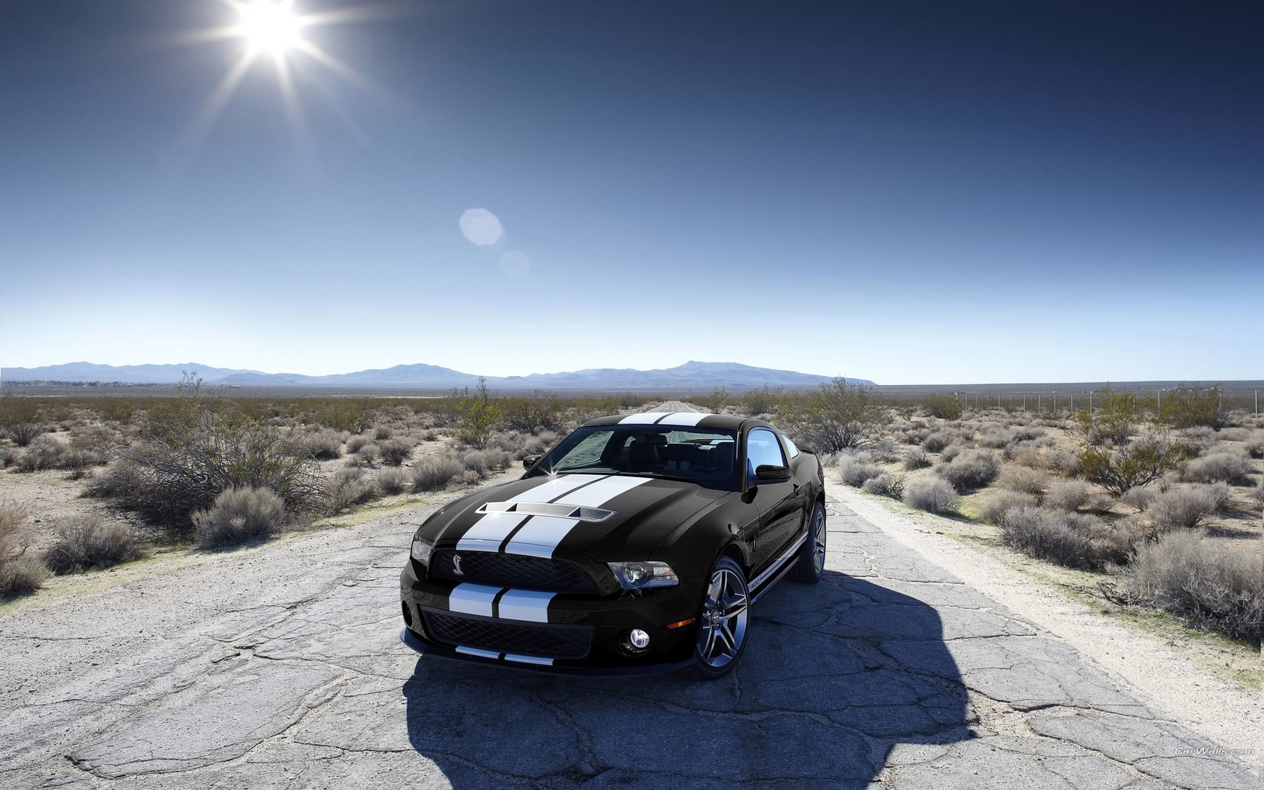 Shelby Mustang