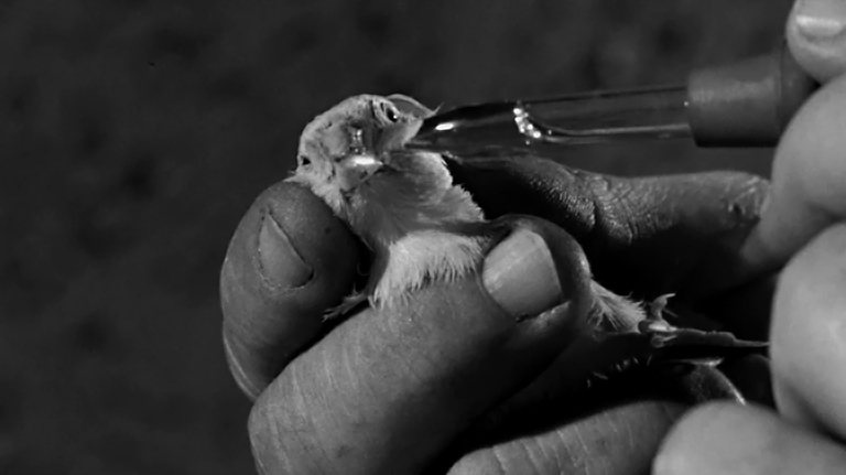Birdman of Alcatraz Birdman of Alcatraz