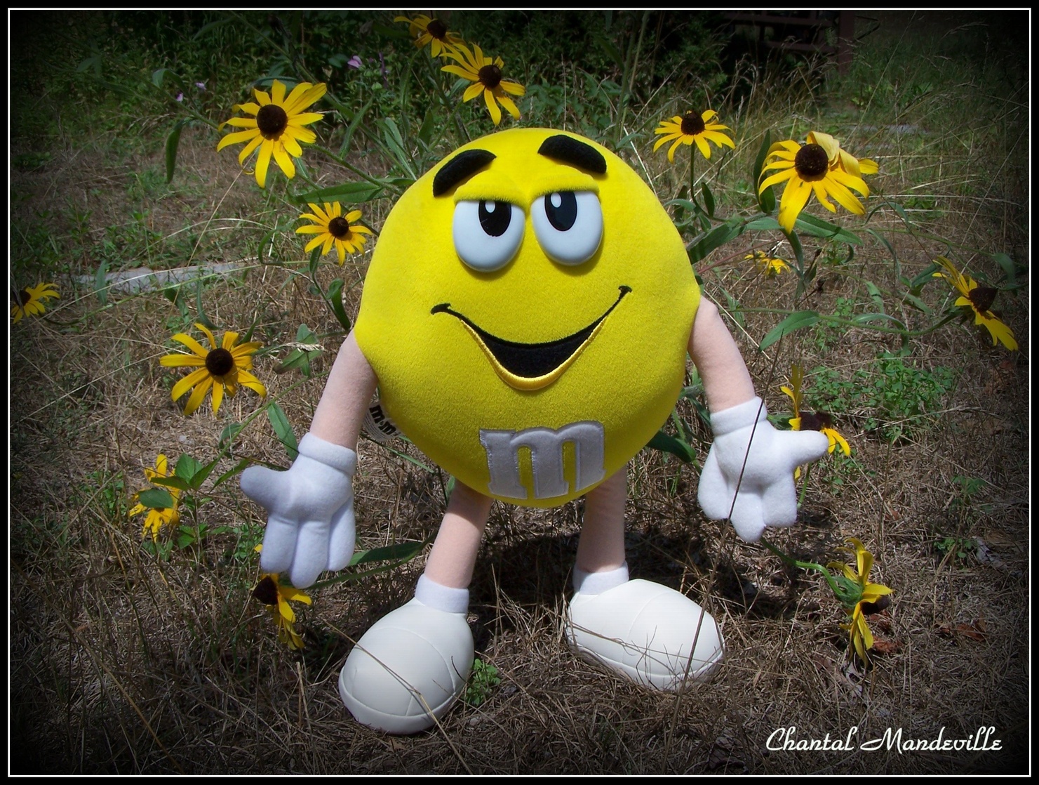M&M's Collection