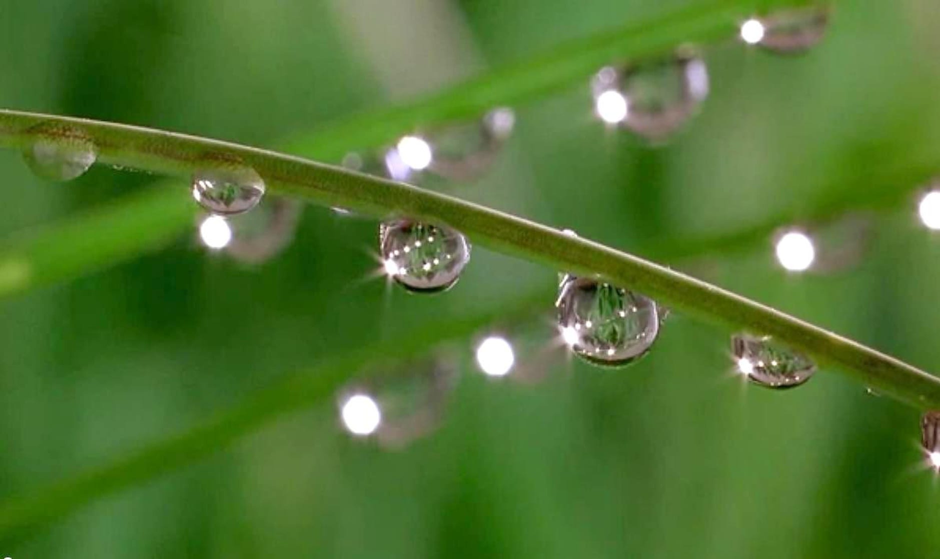 Microcosmos