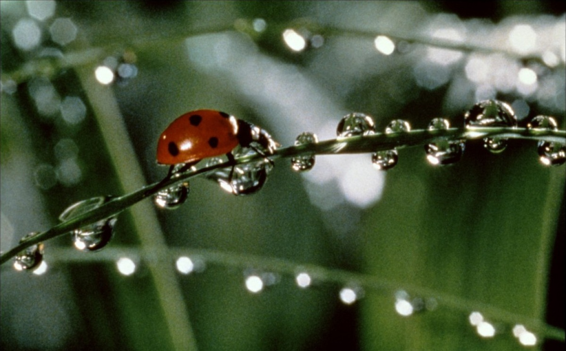 Microcosmos Microcosmos