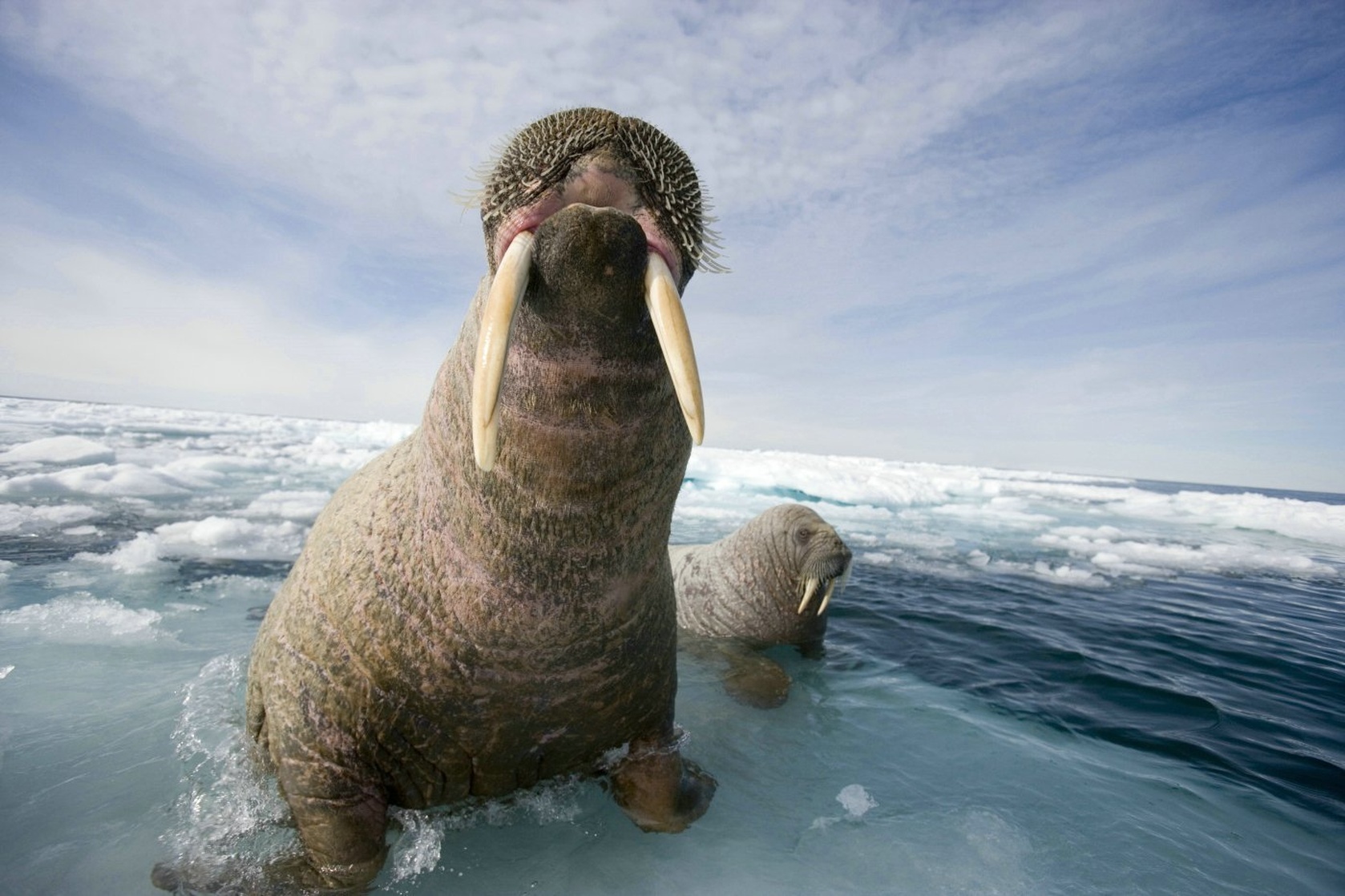 Arctic Tale