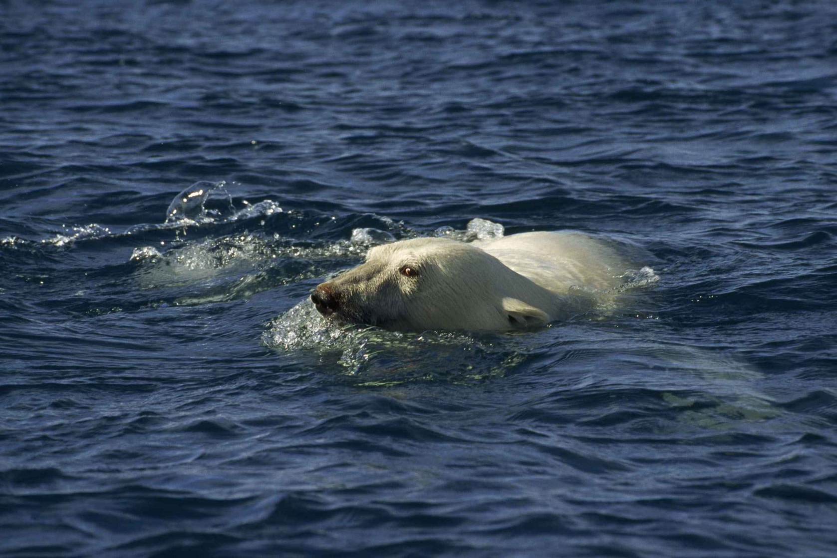 Arctic Tale